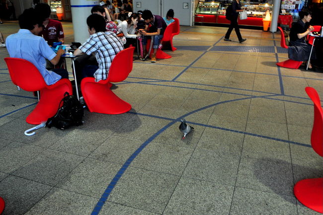 ハトが走り回ってる