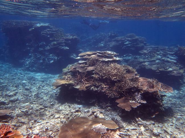 奥に何方か泳いでいます。