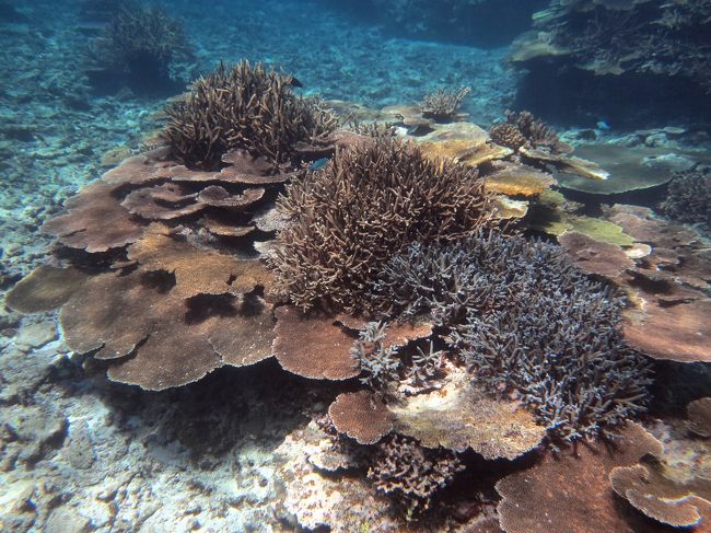 素晴らしい珊瑚です。頑張って成長しろよ。