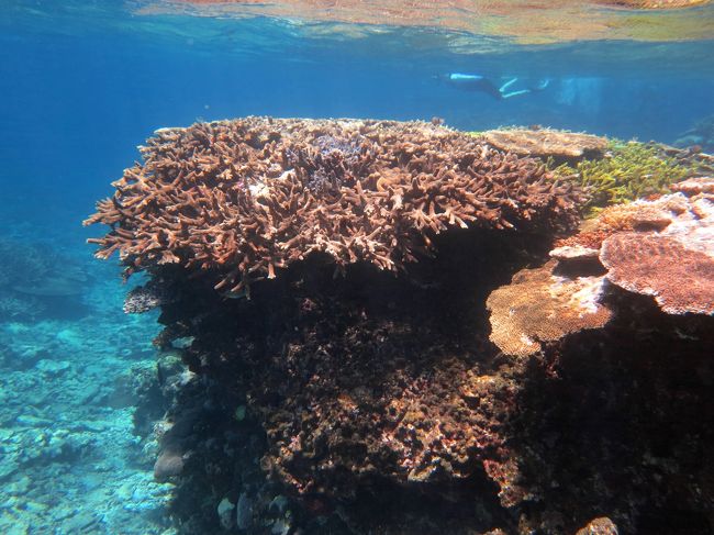 この水深だと、大潮の時は海面から顔を出すでしょう。