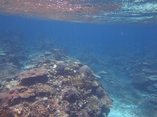 晴れているので、深いところまで光が届きます。