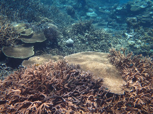 午後は、枝珊瑚の群生地です。<br /><br />午前中のポイントと比べ、珊瑚の形態が変わりました。