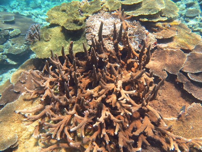 多分、水深４〜５ｍくらいです。<br /><br />この日は、１０ｍ以上潜りました。