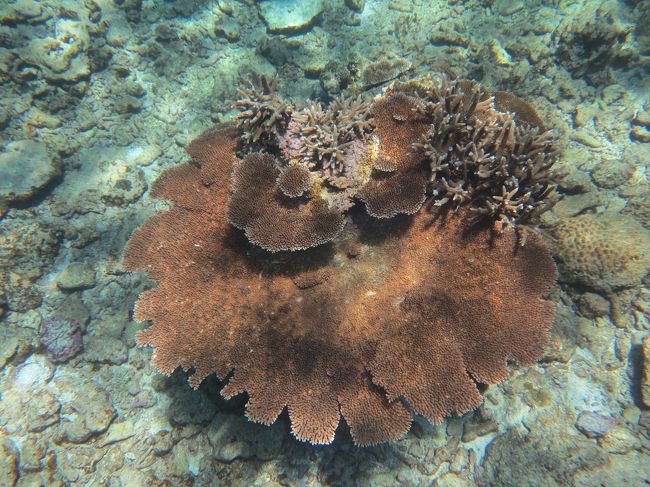 　枝珊瑚とテーブル珊瑚の群生。