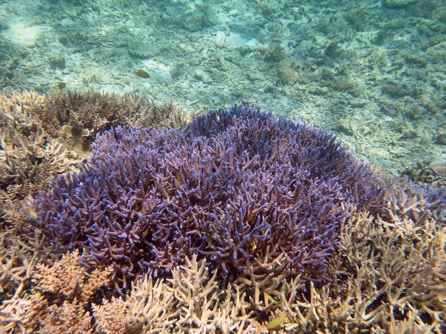 　松田聖子の「青い珊瑚礁」って歌がありましたっけ。<br /><br />　そう言えば、ズーニーブーの「白い珊瑚礁」という歌もありました。<br /><br />　でも、白い珊瑚って死骸ですよね。<br />　<br />　ちっともロマンチックじゃありません・・・。