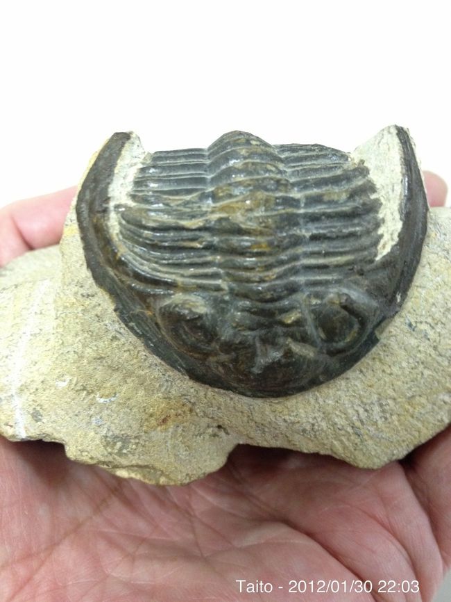 半額セール❗三葉虫　化石　大きくて重い 半額セール❗三葉虫 化石 大きくて重い （モロッコへ