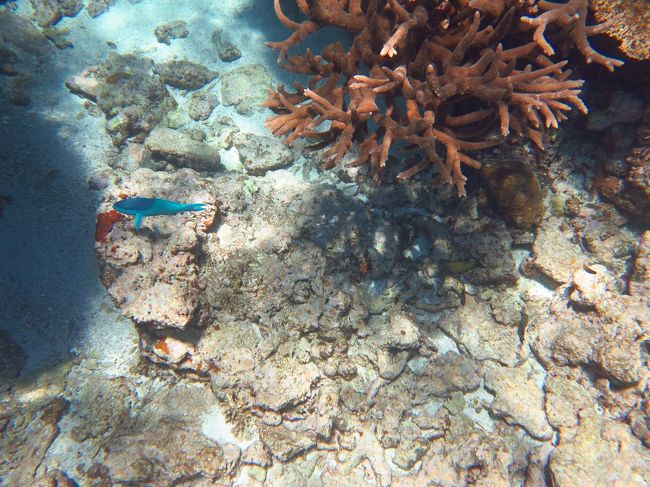 　今日は、全般的に魚が少ないようです。