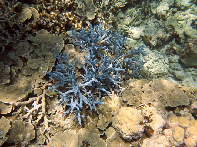 　灰白色の珊瑚礁です。