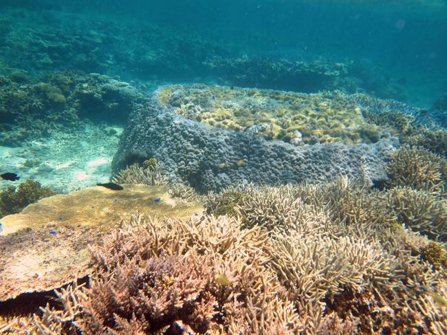 　ちょっと変わった珊瑚を見つけました。