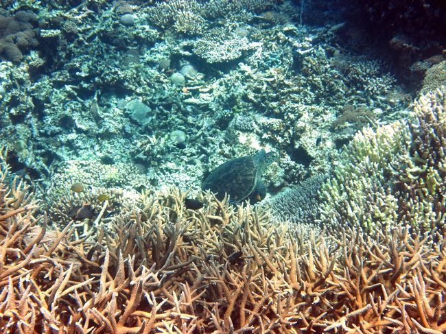 　本日最後のポイントで海亀に出会えました。<br /><br />　普通なら素早く逃げてしまうのですが、昼寝中だったらしく、大勢で取り囲んでもなかなか逃げようとしません。<br /><br />　おかげで、動画も撮ることができました。<br /><br />　ありがとう亀さん。