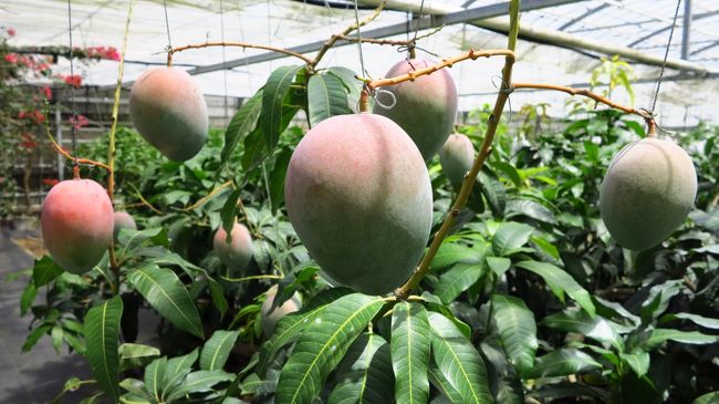 　園内探索開始です。<br /><br />　いきなり、マンゴーが鈴なり。