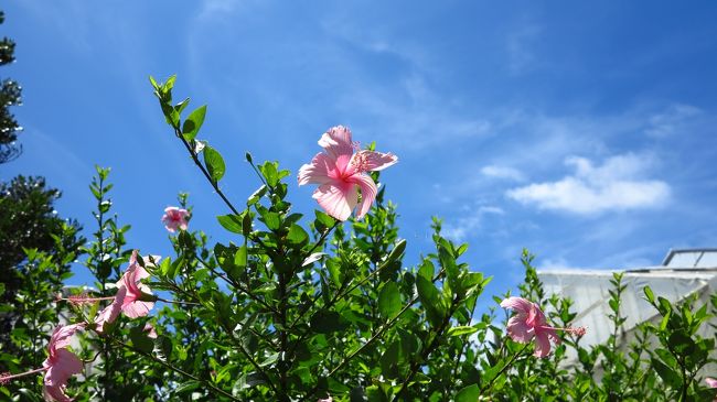 　ハイビスカスといえば、赤。・・・ばかりじゃないんですね。<br /><br />　