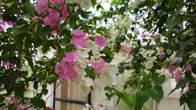 　ブーゲンビリアです。<br /><br />　画像を拡大して、よーく見てください。<br /><br />　1枚の花びらがピンクと白に分かれています。