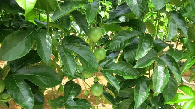 　何だろう？。<br /><br />　忘れました。