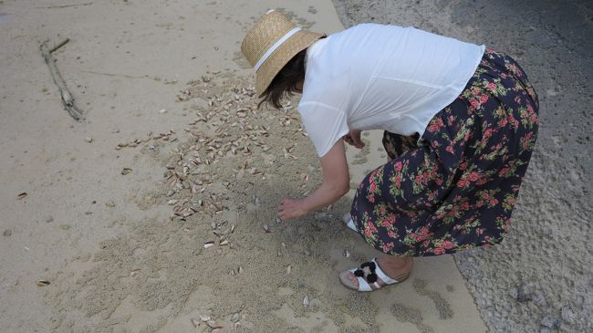 　せっせと貝殻を拾う、かみさん。<br /><br />　ところが、我が家に持ち帰って、びっくり。<br /><br />　なんと、貝の中に小さな蟹が。<br /><br />　残念ながら、４日後にお亡くなりになりました。