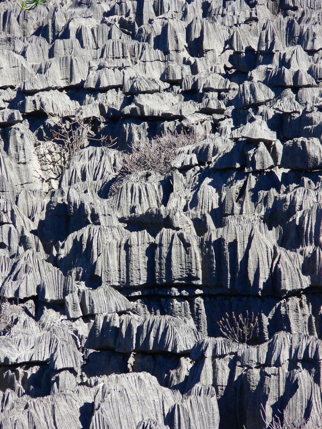 見渡す限り剣山のような不思議な光景。