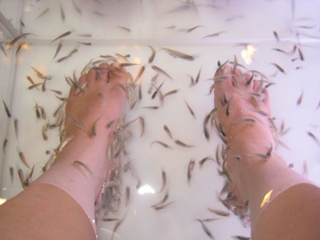 ドクターフィッシュもやってみました。ちょっと魚が大きめじゃないですかぁ。くすぐったい。