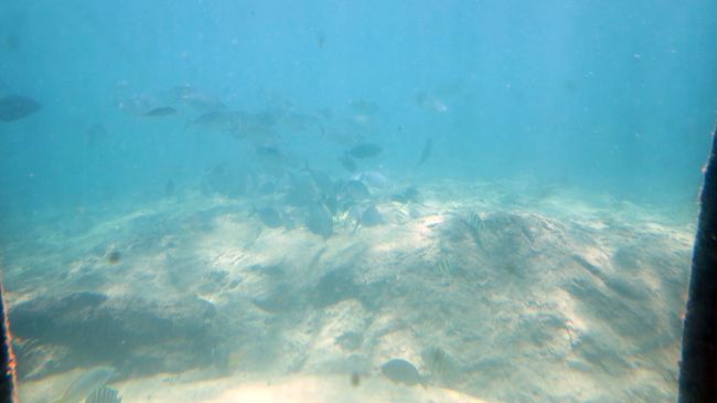 今日は風が強いせいで、かなり濁っています。