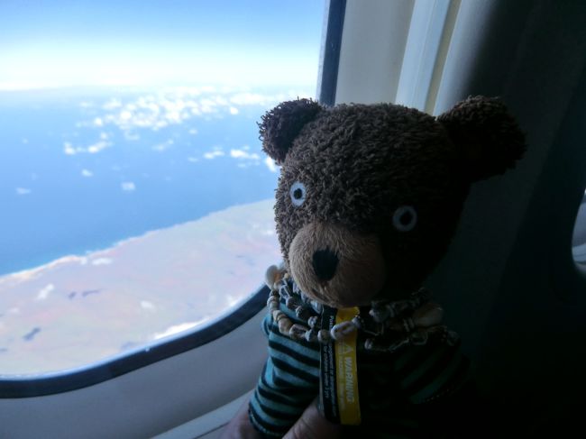 くまを連れてきました。