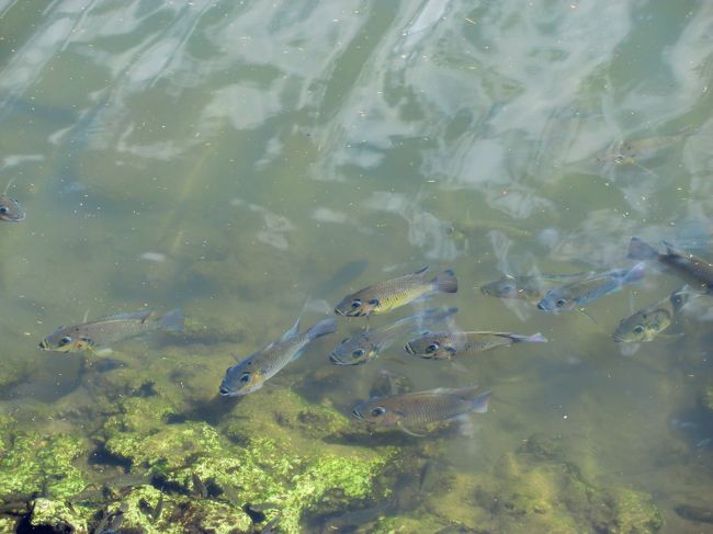 運河の中をよく見ると・・・・・・