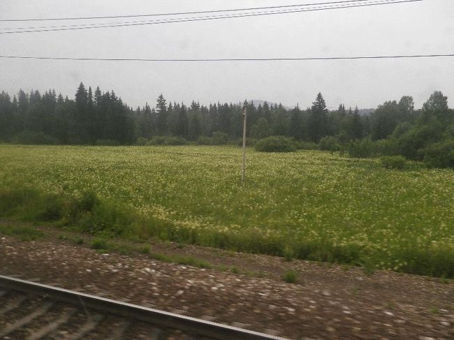 　定刻の7時25分にイランスカヤを出発、しばらくパソコンで旅行記の作成をする。サーシャが携帯画面を見せてくれ、どうやら娘からの返信ようであり、彼は辞書の「飴」「おいしい」という部分を指差した。喜んでもらえて何よりである。<br />　沿線には、様々な花が咲き乱れている。昨日までは「咲いている」だったが、今日はまさに「乱れまくって」いる。小さい花々なので写真には上手く収められないが、白色、紫色、時折黄色など、まるで絨毯のように広がっているところもある。<br /><br />＠目で見ると素晴らしい景色