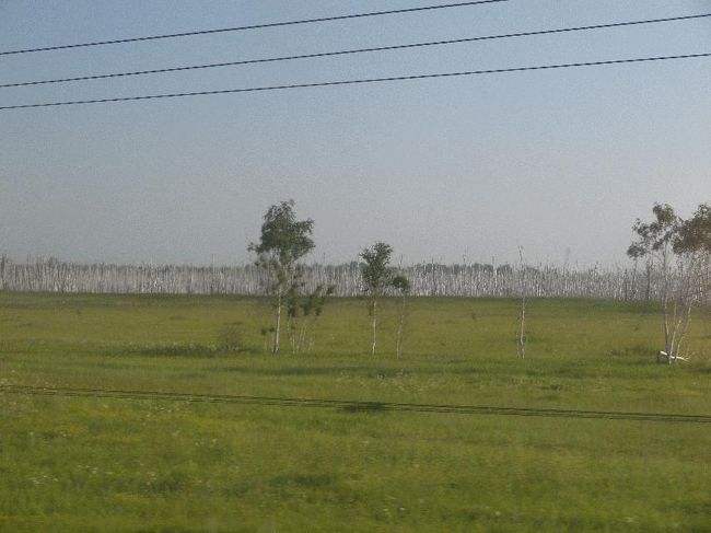 　オムスクを定刻の6時36分に出発。トイレへ行き、3回目の洗髪を済ませた。説明はなかったが、蛇口の根元にあるツマミをひねるとお湯になることを発見。室内に荷物等を掛けるフックもあるし、その気になればシャワーも可能である。必要なものは、カラの小さいペットボトルのみ（水を汲むために）。<br />　路盤脇にあるキロポストは、昨晩のうちに2,000キロ台の後半になっている。「まだ」か「もう」かは感覚的に微妙なところであるが。<br />　起きたばかりであるが、ここで時計をまた1時間戻さなければならない。シベリア地方では線路が迂回していたり起伏のためスピードが遅かったりしたが、昨晩辺りからはモスクワに向かってひたすら西進するため、時差の進み具合がかなり早くなってくる。<br />　周囲は枯れた白樺の木々が多く、北海道の野付半島のトドワラのようになっている。サーシャ曰く、足が嵌ると抜けなくなるような湿地帯だという。<br /><br />＠白樺の墓場