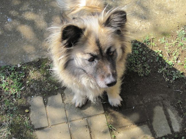 　1日遅れで我が家に帰ると愛犬のチョビが嬉しそうに迎えてくれました。<br /><br />　私たちが家を空ける間、御近所のかみさんの友人に面倒を見て頂いておりました。<br />　<br />　寂しがりやの彼女は、大好きなかみさんに飛びつき、嬉しくてたまらない様子です。<br /><br />　「遅くなってごめんね。こんなはずじゃなかったんだけどねぇ。」<br />　「ウォーン　ウォーン」<br /><br />　なにはともあれ、無事に帰ってこられたことに感謝し、これにて我が家の夏の旅も完結です。<br /><br />　最後まで見て頂き、ありがとうございました。<br />　　　　　　　　　　