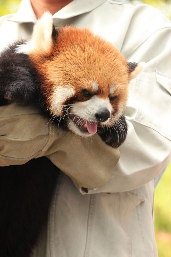 長野新幹線に乗って茶臼山動物園までレッサーパンダ詣 5 カメラ目線上手なロン君のお散歩タイム レッサーパンダいろいろ 篠ノ井 長野県 の旅行記 ブログ By まみさん フォートラベル