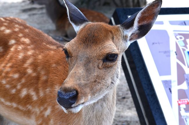 鹿も欲しがる？<br />味噌ソフトでした。