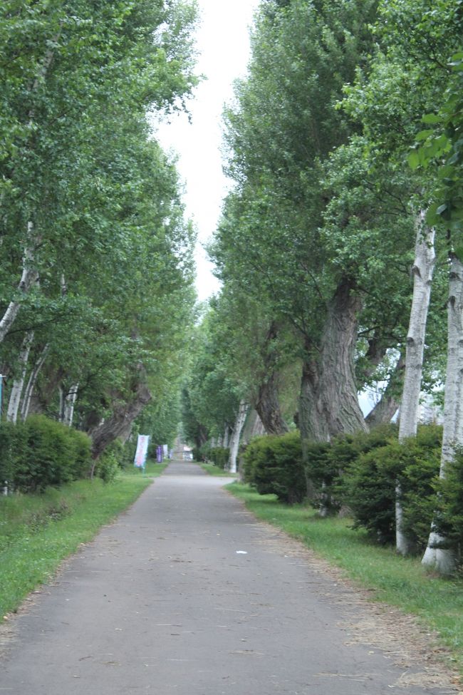 <br /><br /><br /><br /><br /><br />最寄り駅「福住」に向かう道もポプラ＆白樺並木。。。<br /><br /><br /><br />真っ直ぐつづく道。。。<br /><br /><br />白樺の木を見上げながら。。。