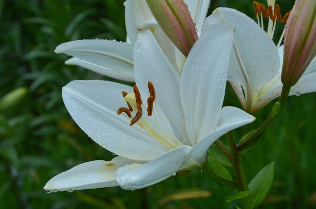天空の花園と雲上の花畑 In Siga 米原 滋賀県 の旅行記 ブログ By 大目付さん フォートラベル