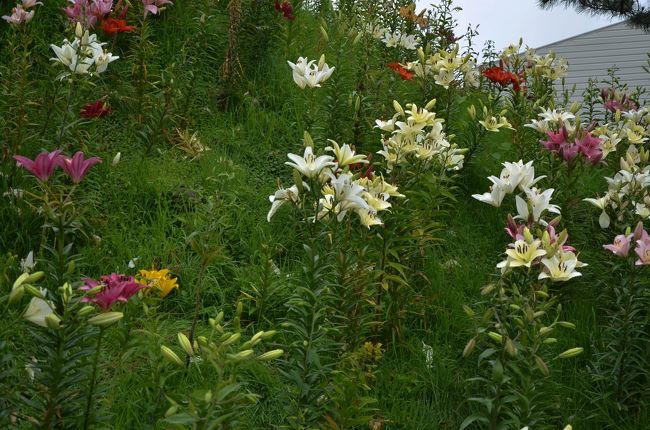 天空の花園と雲上の花畑 In Siga 米原 滋賀県 の旅行記 ブログ By 大目付さん フォートラベル
