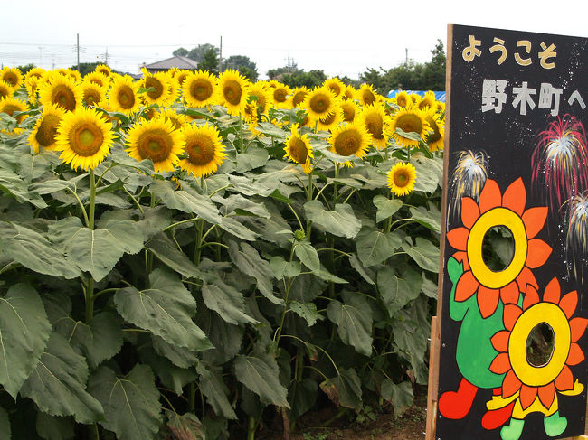 ひまわりフェスティバル 野木町 栃木県の旅行記 ブログ By 博雅さん フォートラベル