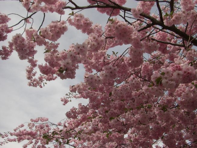 桜が満開でした！この年は東京で桜を満喫し、長野で桜を満喫し、スウェーデンで桜を満喫し、桜当たり年でした★<br /><br />花見という口実で軽くビールを一杯飲みました♪