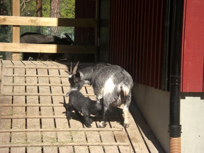 ストックホルムでの最後の日をゆっくり過ごせて良かったです。<br />物価が高いので友達とか知り合いがいないと個人旅行はちょっとつらいかな。<br />アダモちゃんありがとう！