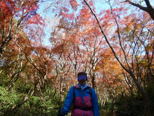 天園休憩所から紅葉谷を下っていくと<br />紅葉のトンネルの中を歩いているようでとても幻想的です