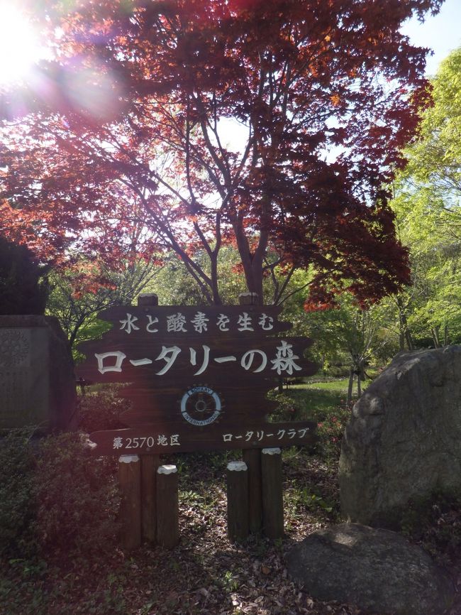 朝8時前に着かないと混雑ハンパないので8時に着いたけど一番近い駐車場は停められず、近所の駐車場に停めて歩きました。<br /><br />途中、ロータリーの森を通りました。
