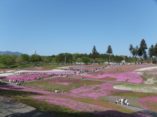 ん〜。ちょっと残念な咲き具合。。。