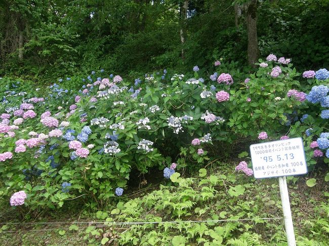 ここにも長野オリンピックを思い出す看板が・・。<br /><br />紫陽花ももう十数年・・。