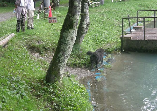 ニレ沼に・・<br /><br />　毎回２匹犬たちが早朝散歩にエスコートしてくれます。