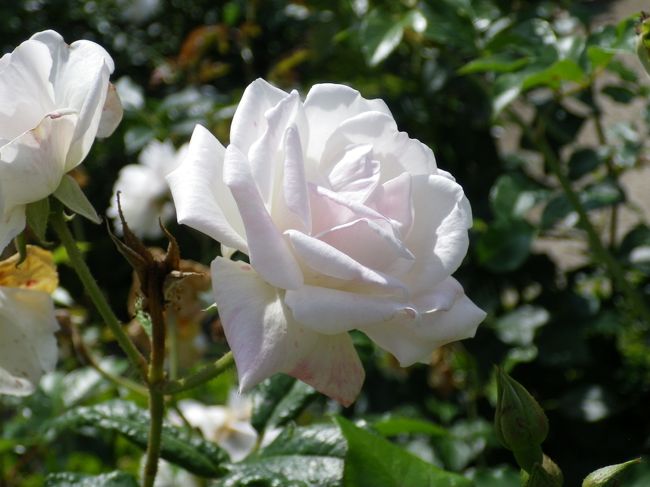 ほのかにピンクの薔薇が可愛い♪