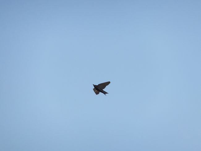 鳥！？<br /><br />かと思ったら凧でした。