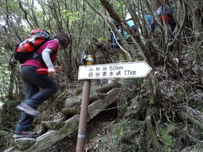 屋久島と山ガール そしてヤバ過ぎる雨の日 最速の縄文杉トレック 新高塚小屋 屋久島 鹿児島県 の旅行記 ブログ By 世界攻略者さん フォートラベル