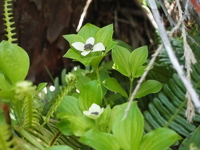Bunchberry<br />ゴゼンタチバナ<br /><br />よく見かける野草です。<br />夏の終わりには、赤いかわいい実がなります。