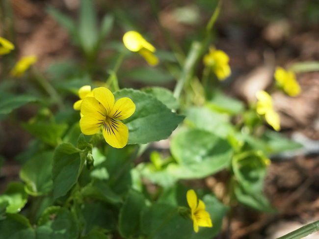 Yellow Violet<br /><br />これもよく見る野草。<br />湿地に多いです。<br /><br />山から下りてランチの後、違うトレイルに行こうとしたけど、途中で道がわからなくなって、時間がかかりそうなので止めにしました。<br /><br />サイプレス･マウンテンはこれで終わり。<br />