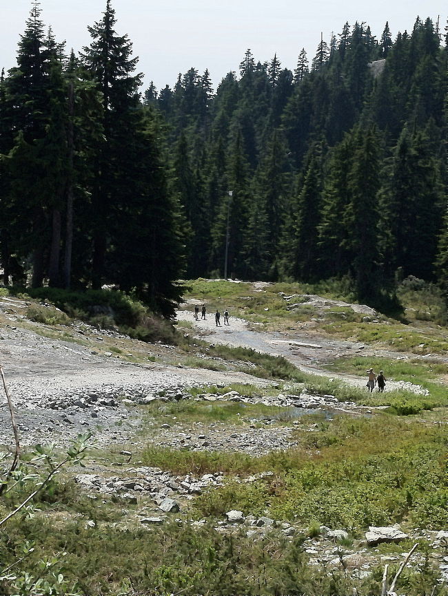 メインのトレイルに出られたので、ここから降りることにします。<br /><br />雪なんて全然ない。<br />こちらに来るべきだった？<br /><br />でも、結構楽しかったシーモア･マウンテンでした。