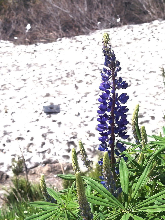 残雪をバックのルピナス。