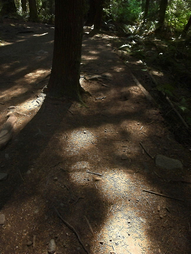 こもれびが気持ちの良い日です。<br /><br />平日の早い時間に行ったのに、結構な人。<br />この日は、大人数のグループが登ってました。<br />ゆっくりペースの人が多くて、狭いトレイルで抜かすのが大変だった。<br />