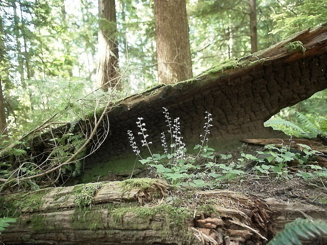 山でよく見る植物なんだけど、名前がわかりません。<br /><br />