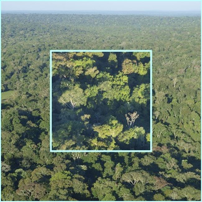 見渡す限り密林。<br />これがアマゾンのジャングルなんですね。